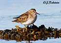 Calidris minutilla